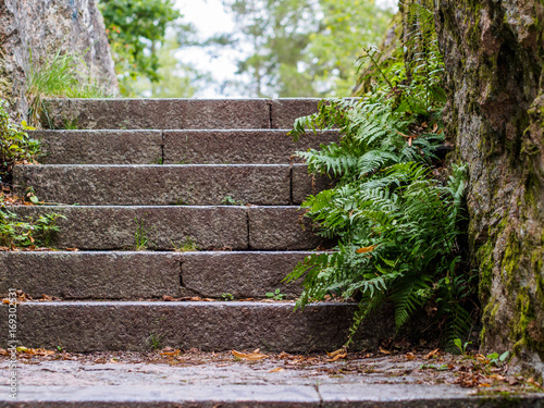 Fern growing by stone stairs