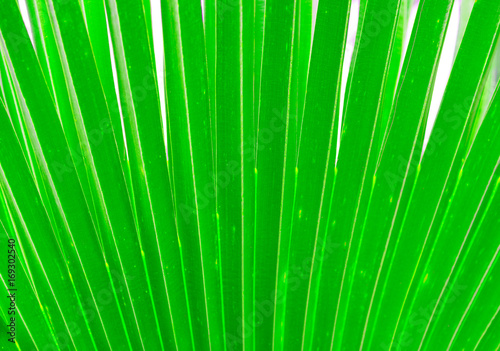 close up of the palm leaf texture the green leave texture with the light
