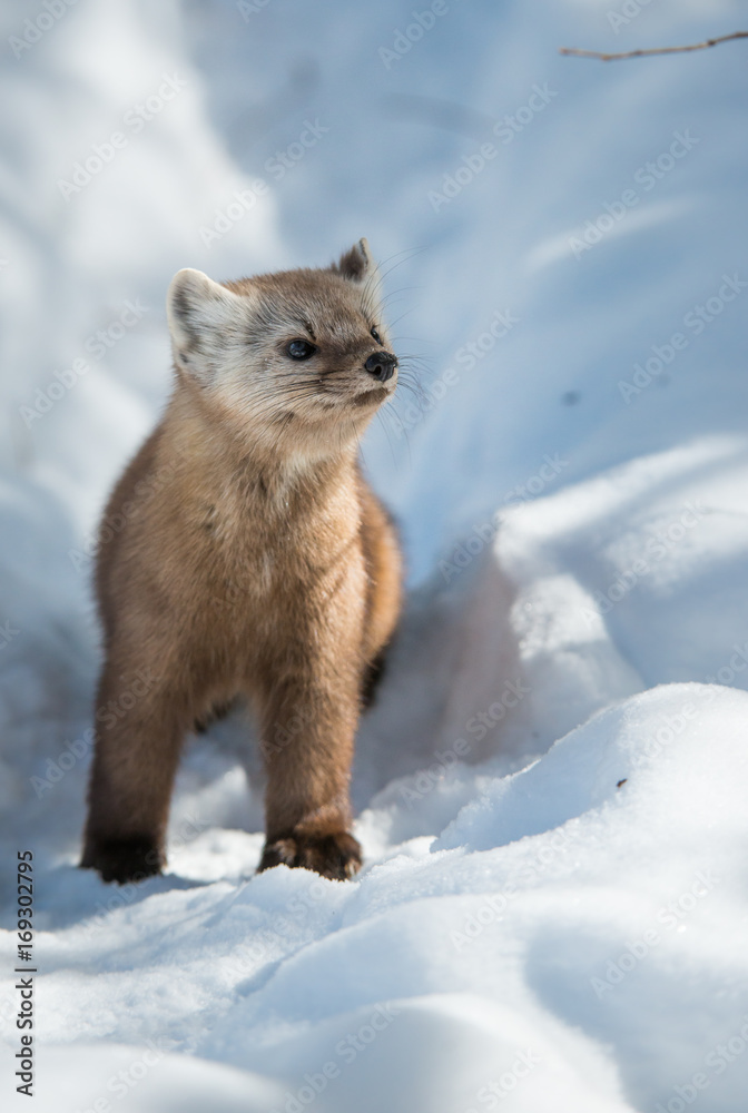 Obraz premium Pine Marten