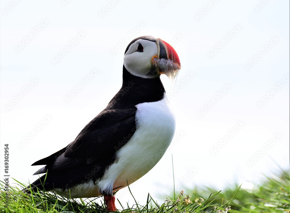 Naklejka premium Puffin Islande
