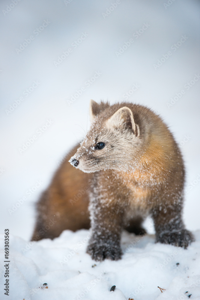 Obraz premium Pine Marten