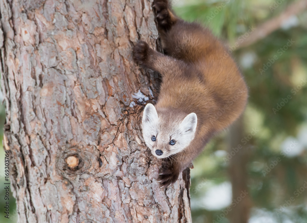 Obraz premium Pine Marten