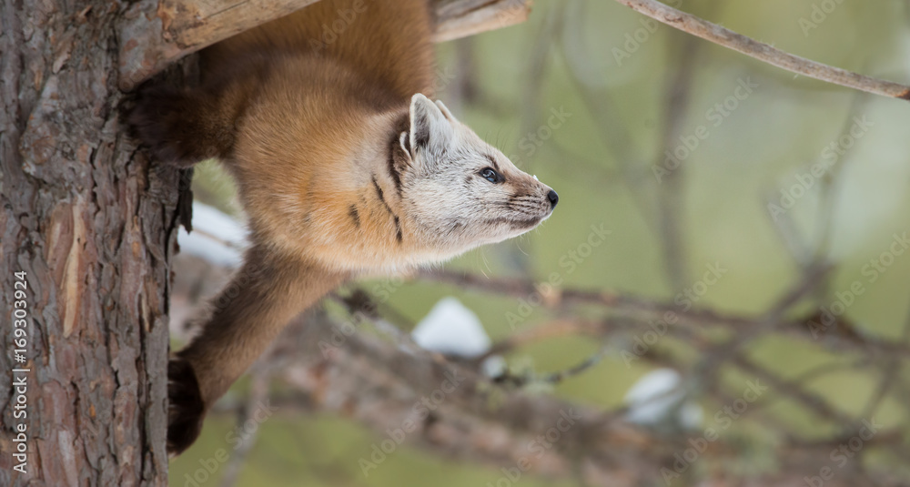 Pine Marten Pine Marten