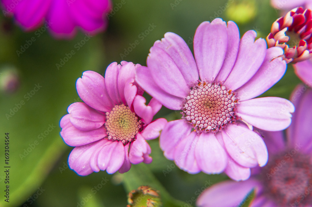 Beautiful blooming cineraria flower closeup in garden Beautiful blooming cineraria flower closeup in garden