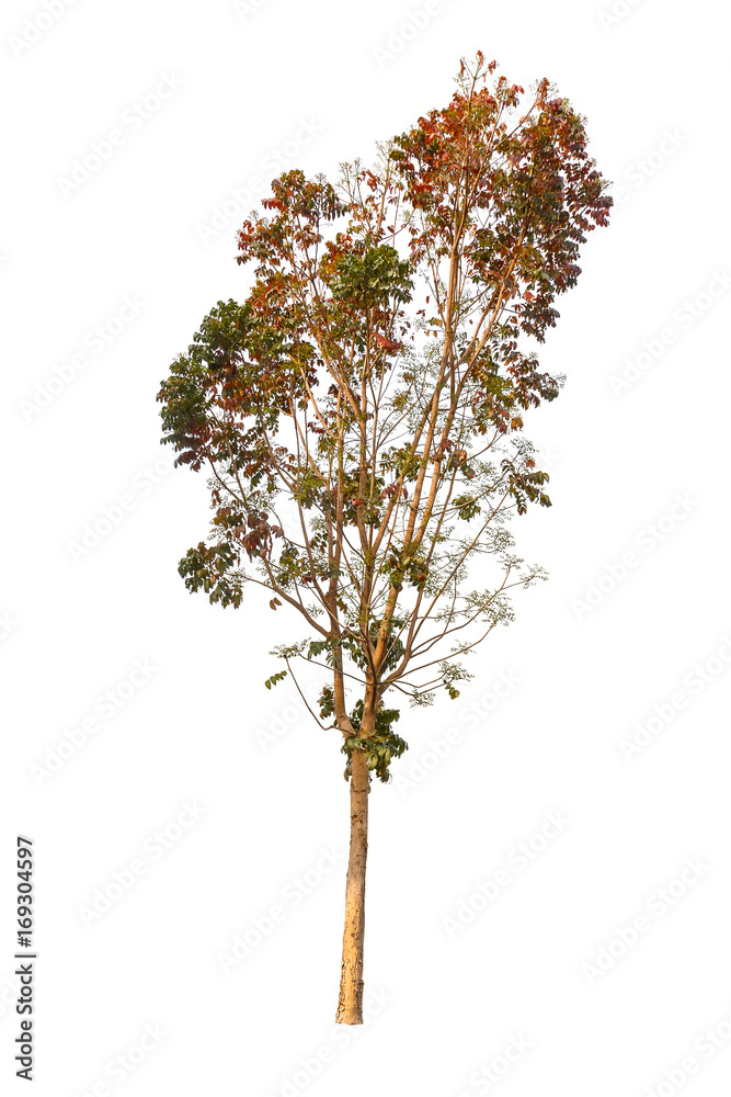 Fototapeta premium A big tree isolated on white background