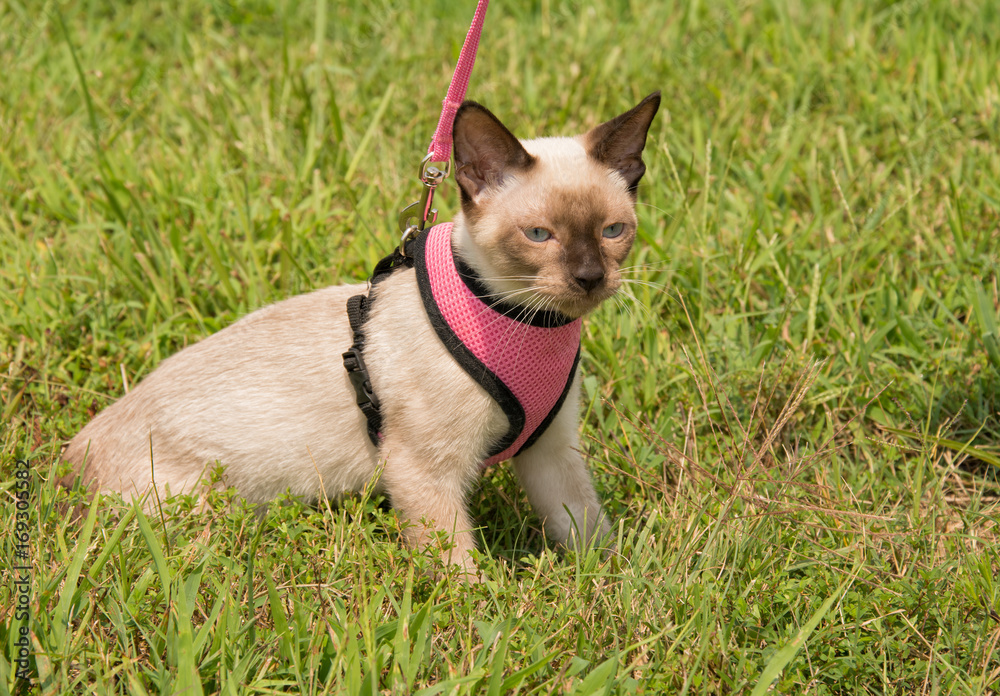 Siamese kitten in a leash on green grass Siamese kitten in a leash on green grass