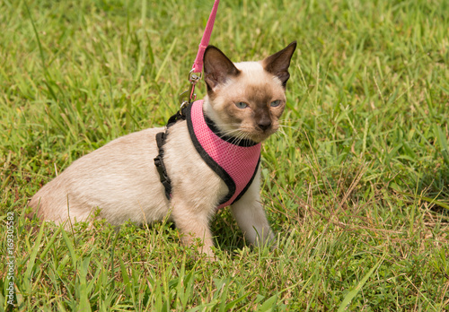 Siamese kitten in a leash on green grass