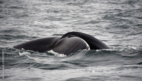 Baleine à bosse Islande © Charlotte