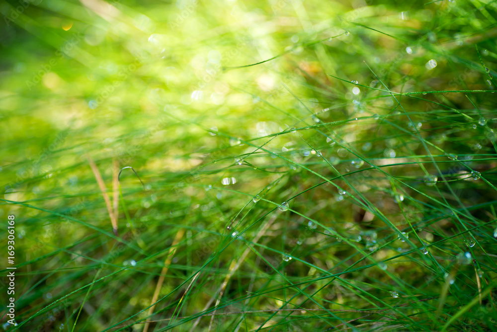 water dropd on grass macro selective focus