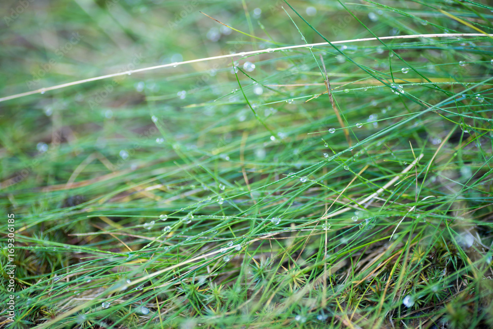 water dropd on grass macro selective focus water dropd on grass macro selective focus