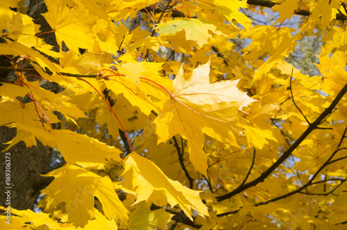 фон. Красивые желтые листья клена на дереве