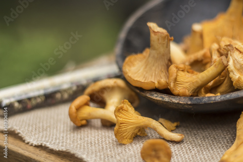 Chanterelle mushrooms in rustic wooden bowl on daylight