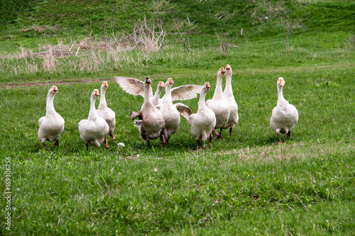 Flock of geese grazing on grass in spring field