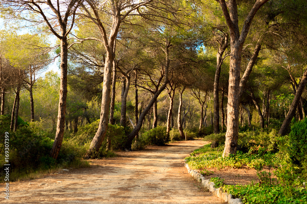 Quiet trail through a pine grove in Spain at sunset