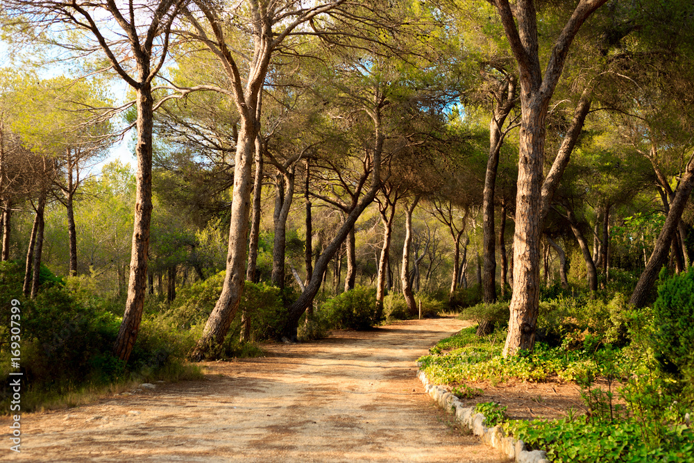 Quiet trail through a pine grove in Spain at sunset Quiet trail through a pine grove in Spain at sunset