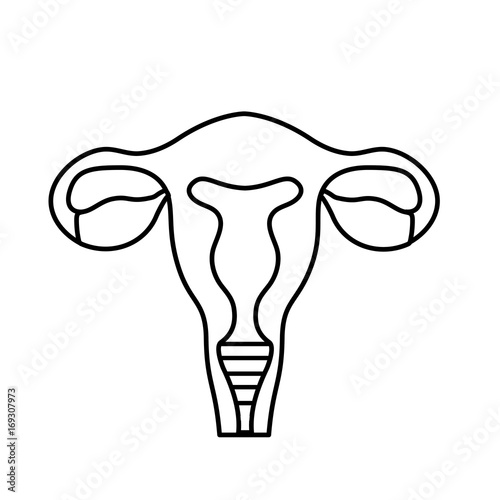 line fallopian tubes with uterus to human anatomy