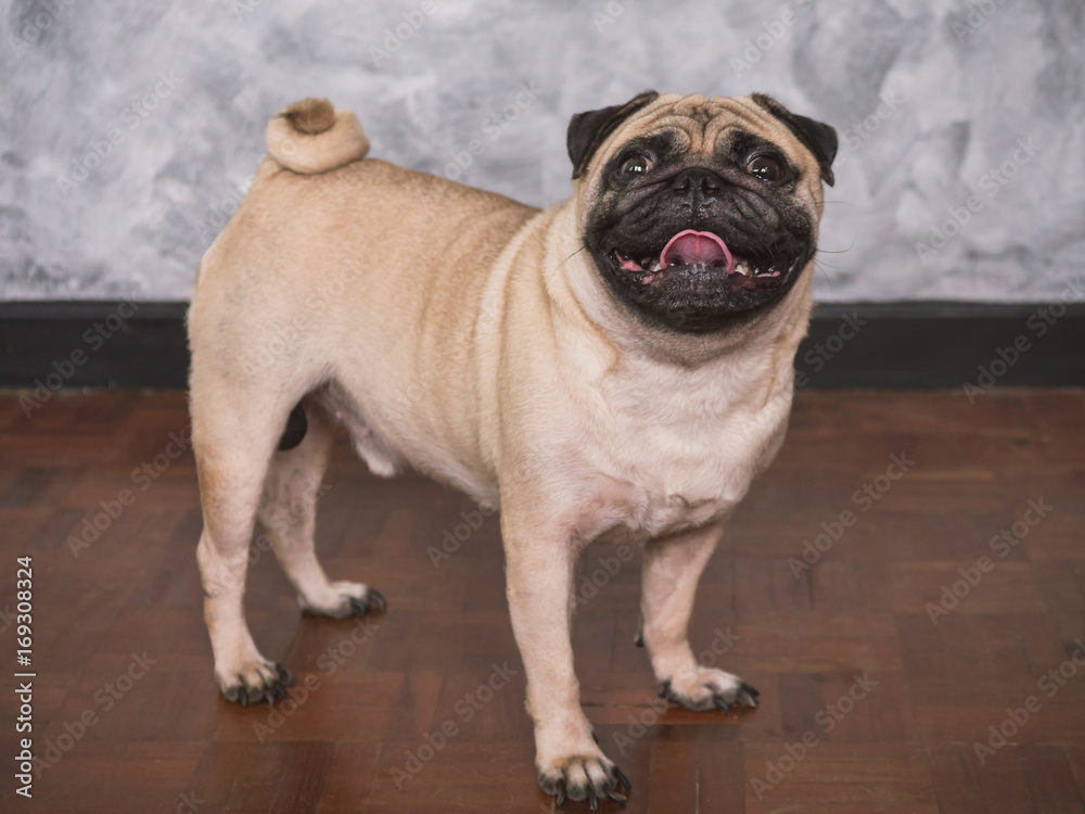 Adorable pug dog standing on floor at home, 3 year old ,looking at the camera