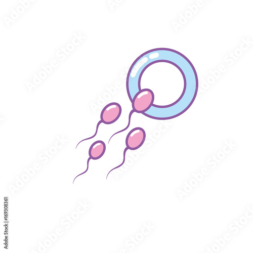 ovum with spermatozoon to biology fertilizacion procreation