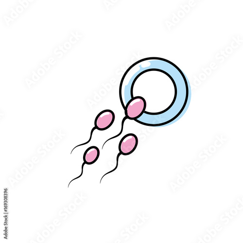 ovum with spermatozoon to biology fertilizacion procreation