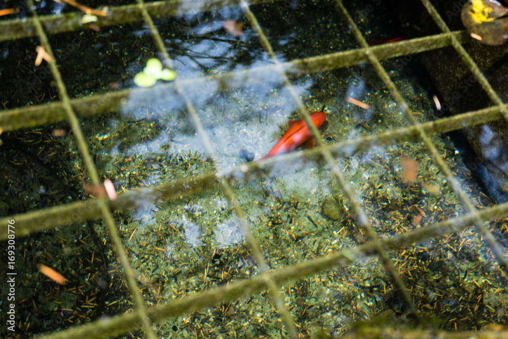 fish in pond with water reflection seen in park fish in pond with water reflection seen in park