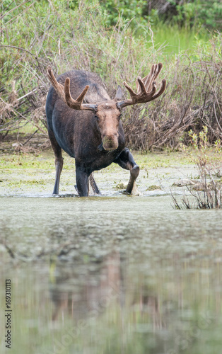 Moose