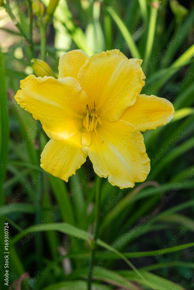 Day-lily flower aka Hemerocallis blooming closeup view Day-lily flower aka Hemerocallis blooming closeup view