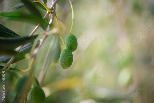 Tuscan Olives