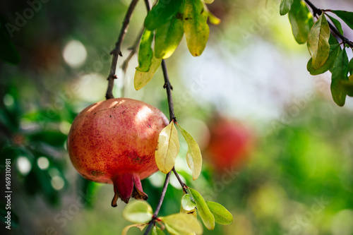 Pomegranate tree