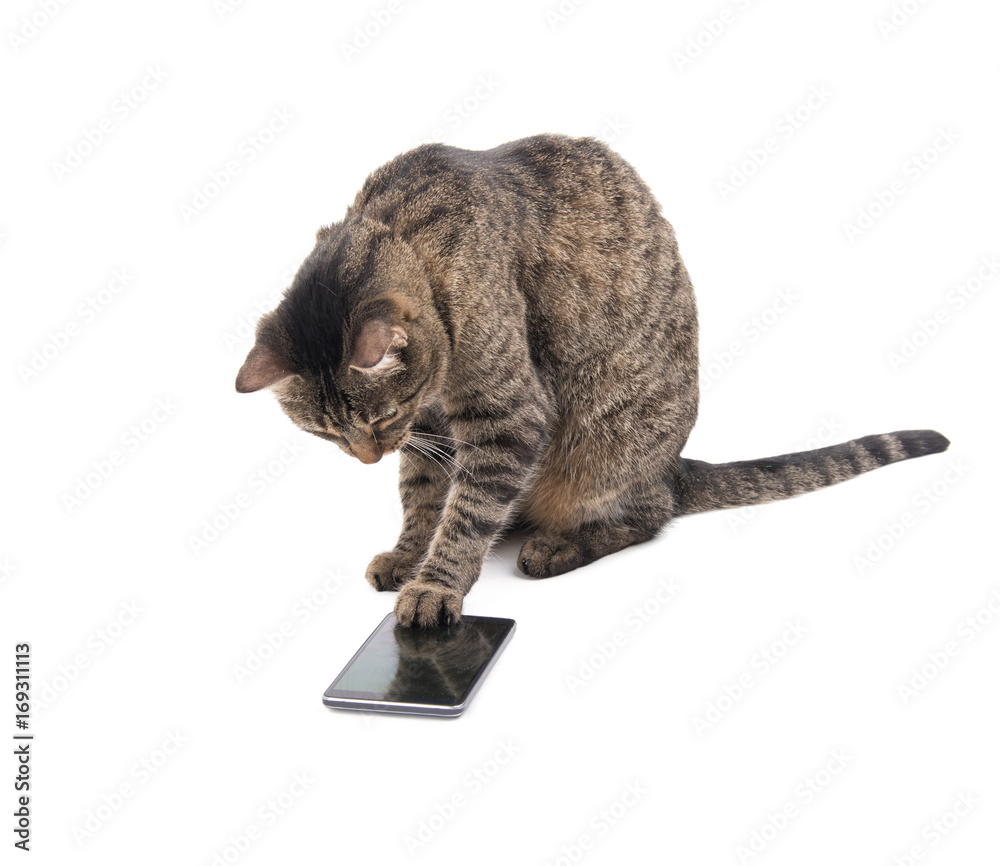 Fototapeta premium Brown tabby cat tapping on a smart phone screen with her paw, on white