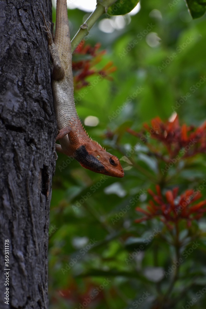 Fototapeta premium common garden red lizard