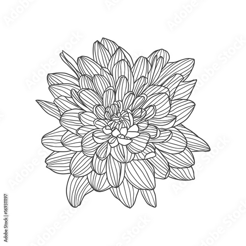 Fototapeta Naklejka Na Ścianę i Meble -  Linear vector hand drawn chrysanthemum flower