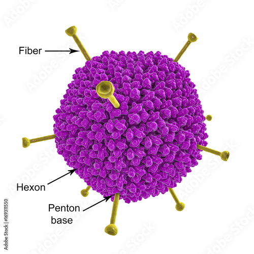 Structure of Adenovirus, a DNA-virus which causes respiratory and other infections and is associated with obesity, 3D illustration photo