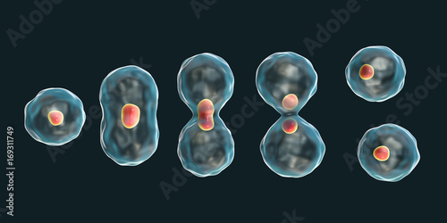 Division of a cell, mitosis concept, 3D illustration photo