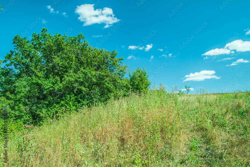 Forest glade