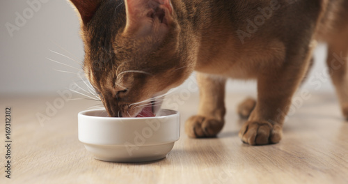 Φωτογραφία abyssinian cat eating meat from bowl on table