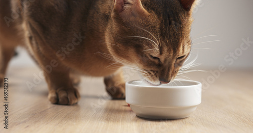 Εκτύπωση καμβά abyssinian cat eating meat from bowl on table