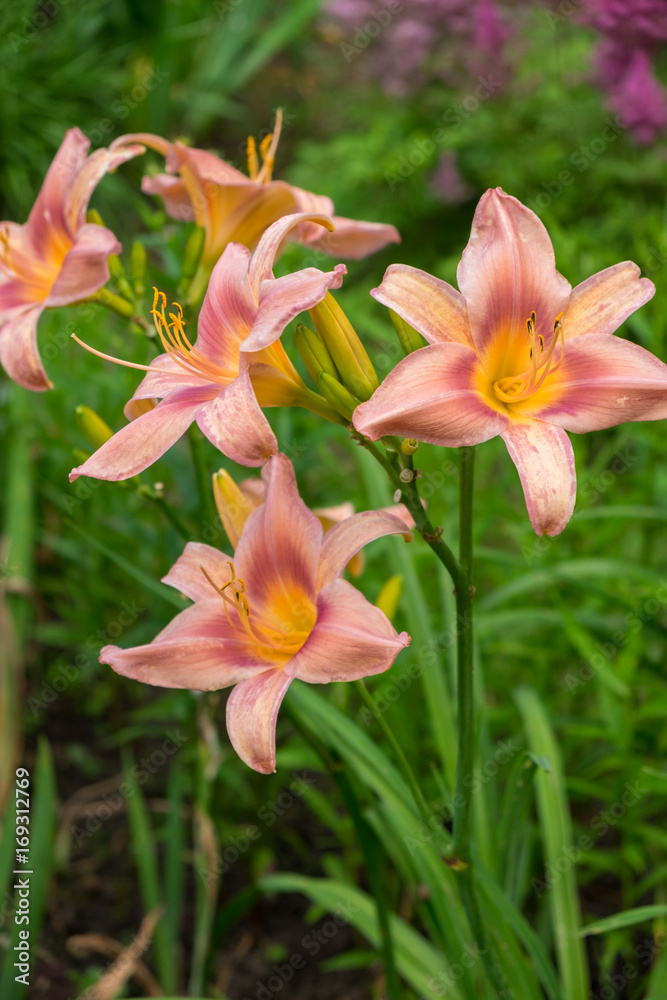 Day-lily aka Hemerocallis