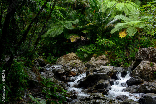 Mountain river in the El Yunque national forest  Puerto Rico