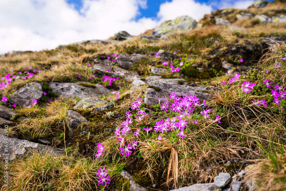 Obraz premium Mountain pink flowers, Primula Minima