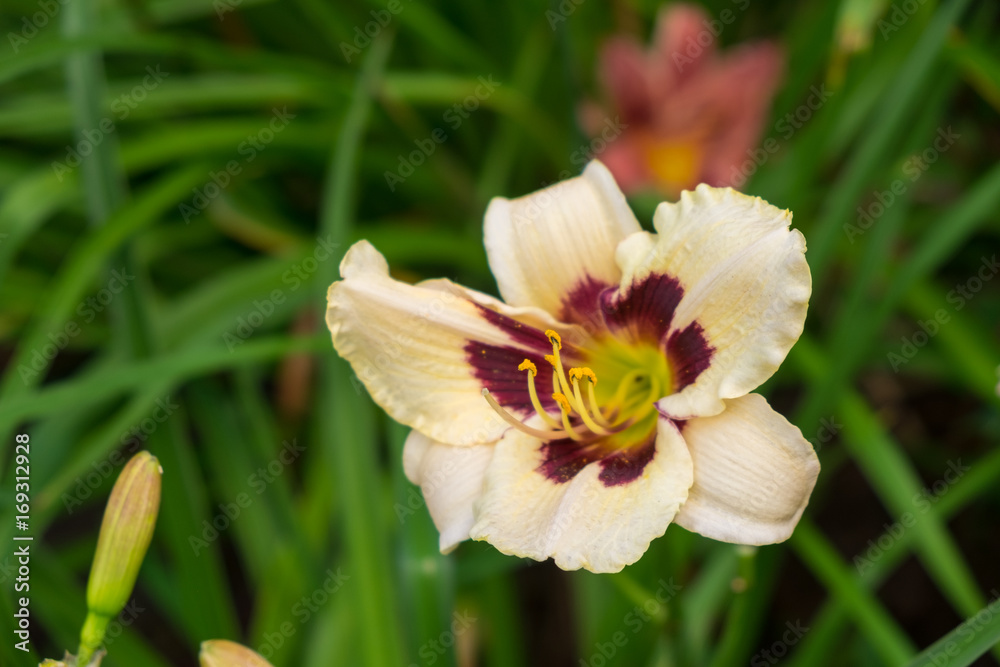 Day-lily aka Hemerocallis Day-lily aka Hemerocallis