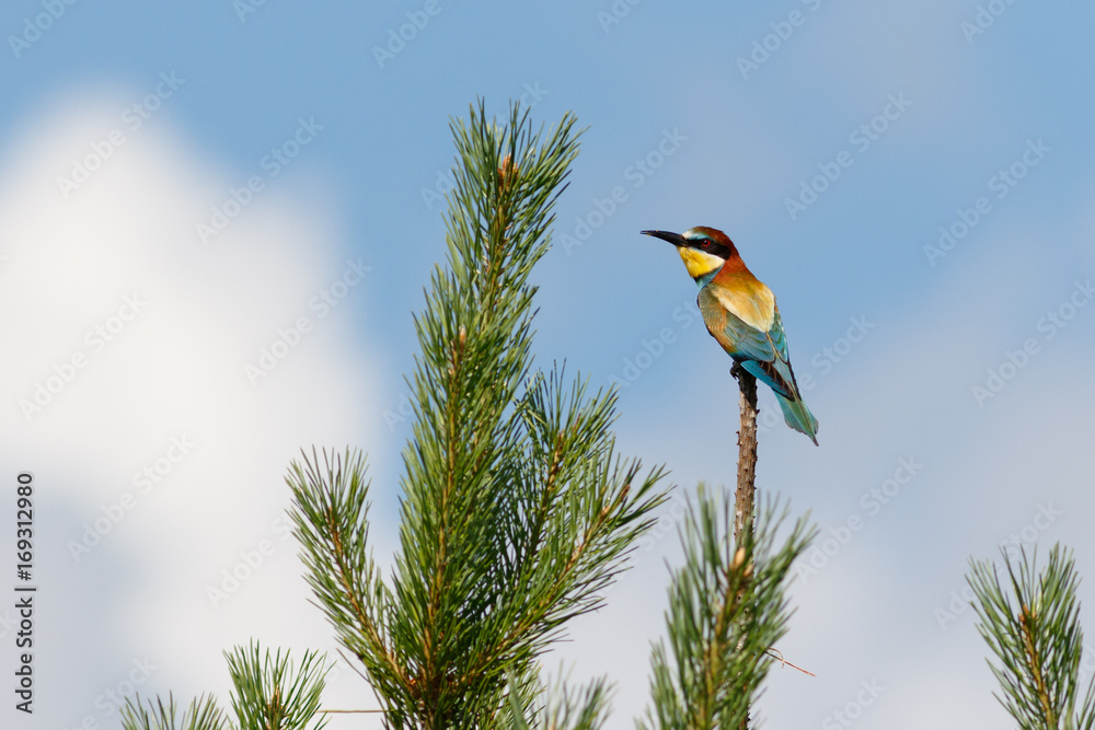 European Bee-eater bird sitting on pine tree European Bee-eater bird sitting on pine tree