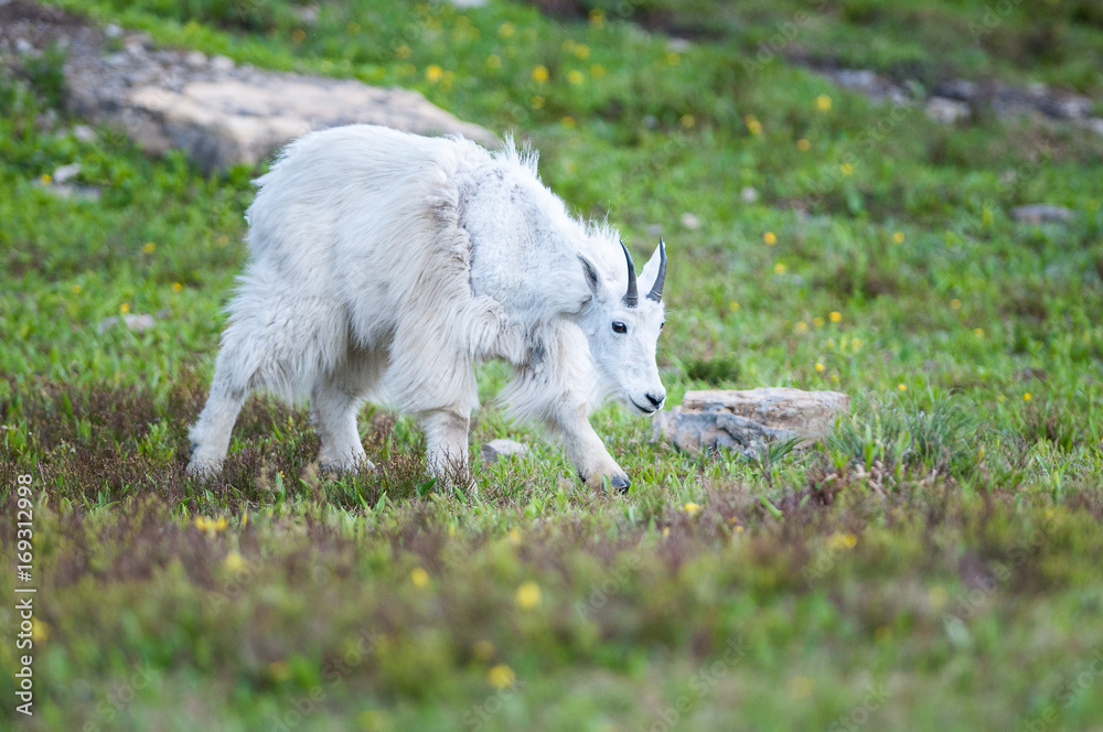 Obraz premium Mountain Goat