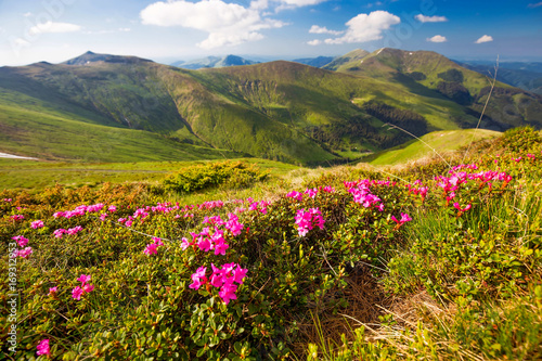 Mountain landscape valley with pink Rhododendron flowers