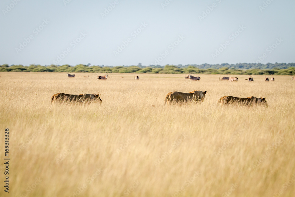 Pride of Lions in the high grass.
