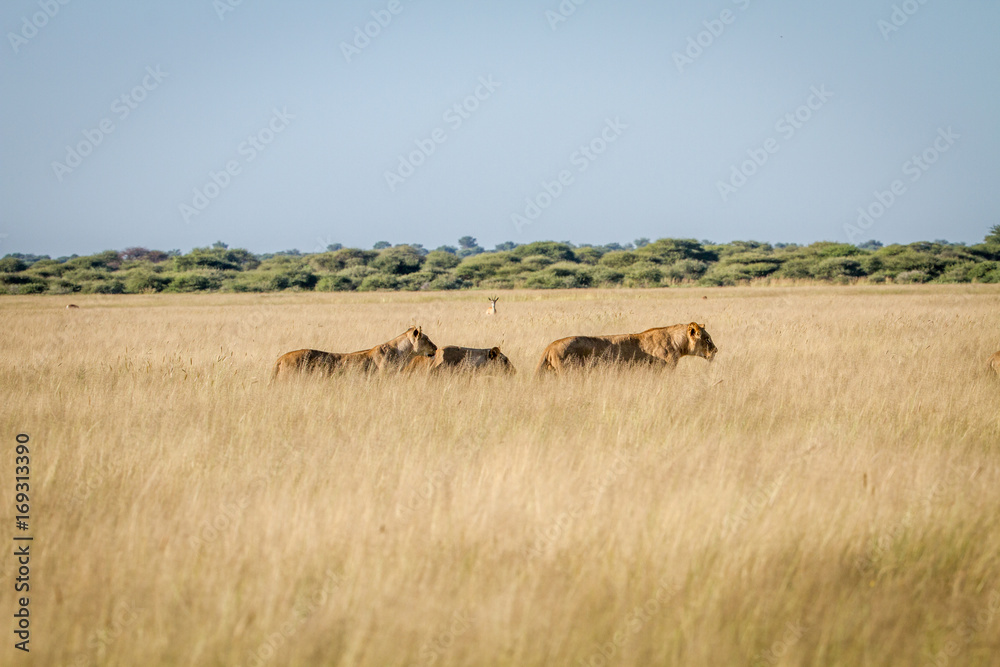 Pride of Lions in the high grass.