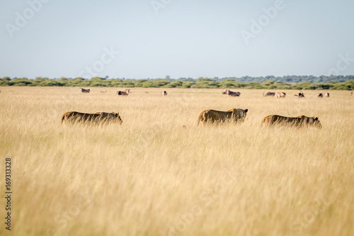 Pride of Lions in the high grass.