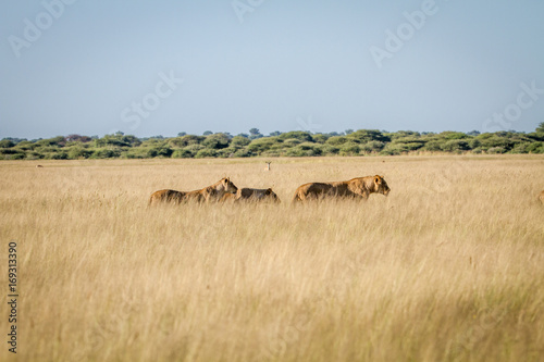 Pride of Lions in the high grass. © simoneemanphoto