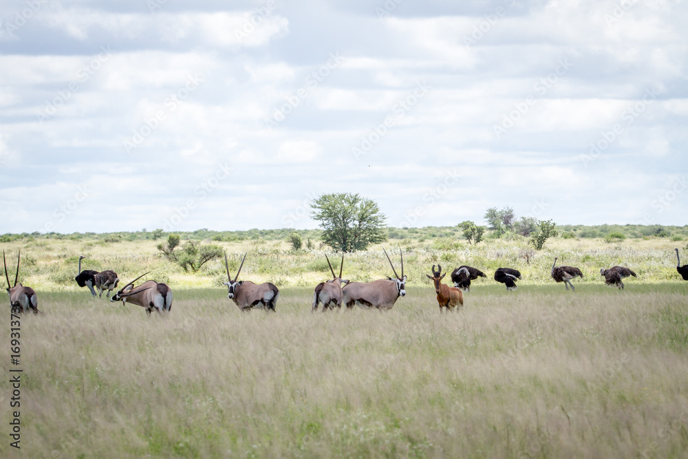 Gemsbok, Ostriches, Red Hartebeest in the grass Gemsbok, Ostriches, Red Hartebeest in the grass
