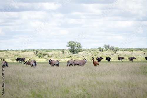Gemsbok, Ostriches, Red Hartebeest in the grass © simoneemanphoto