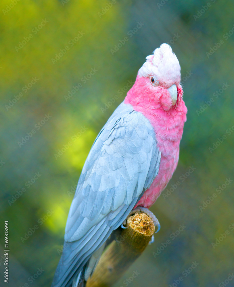 Obraz premium Beautiful pink parrot photo